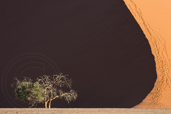 Dune 45 Lone Tree