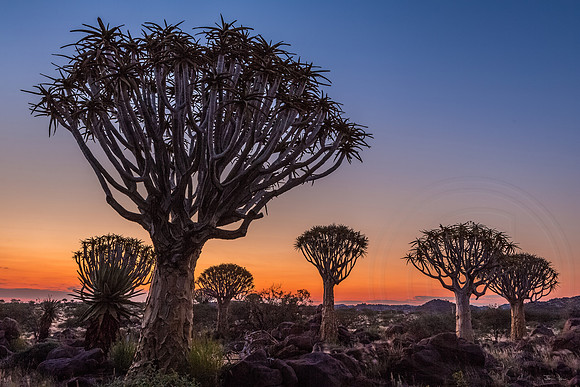 Quiver Tree Forest Sunset