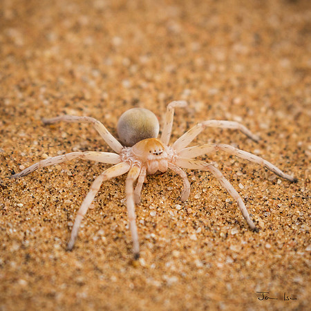 Cartwheeling Spider  (Carparachne aureoflava)