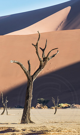 Dead Vlei Shadow Play