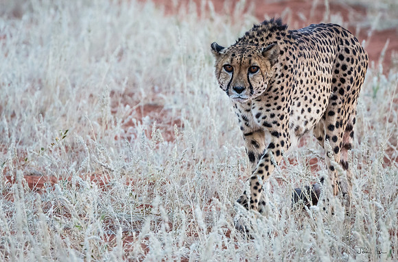 Kalahari, Cheetah 5,