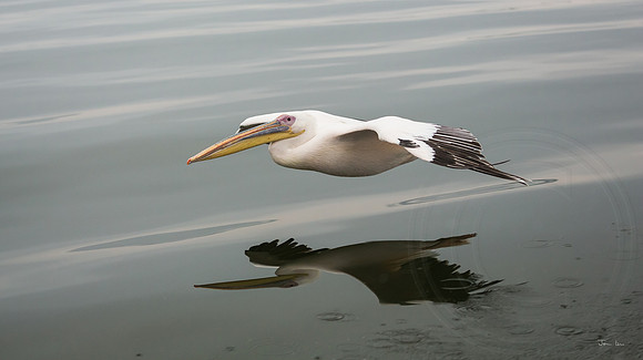 Walvis Bay Pelican in Flight with Reflection
