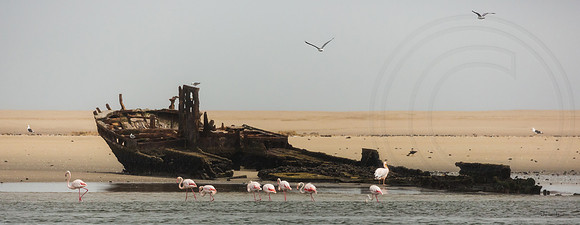 Walvis Bay Flamingoes and Wreck 2