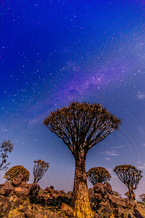 Quiver Tree Forest, Sky at Night 2