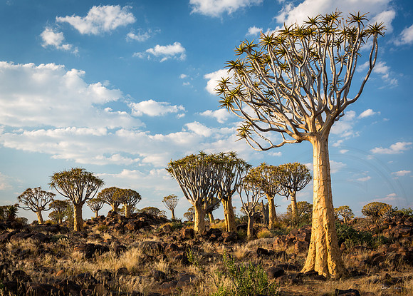 Quiver Tree Forest 1