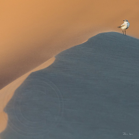 Swapkopmund Dune Detail 10