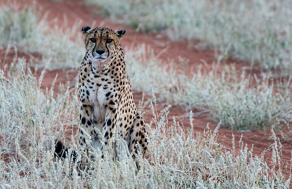 Kalahari, Cheetah 2