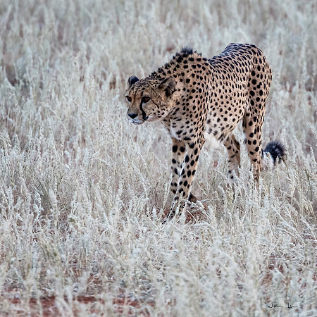 Kalahari, Cheetah 1
