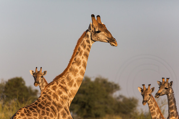 Kalahari, Giraffes