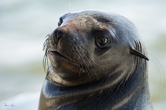 Walvis Bay Seal 2