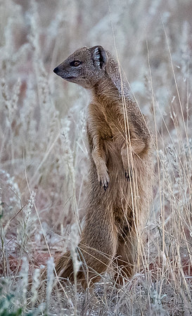 Kalahari, Mongoose