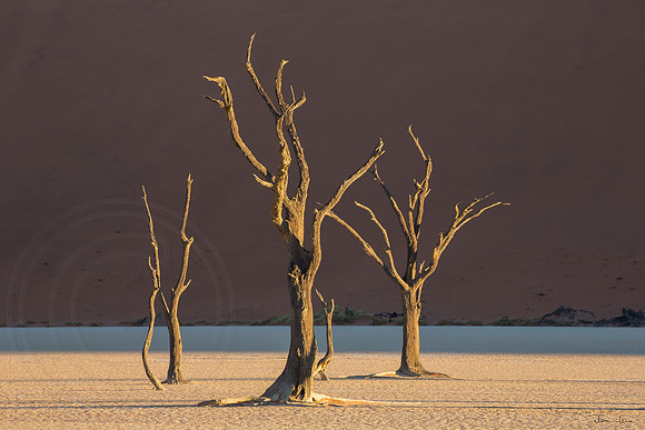 Dead Vlei 4