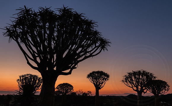 Quiver Tree Forrest, Almost Night
