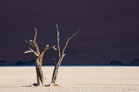 Dead Vlei 9
