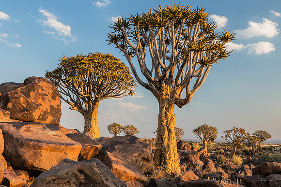 Quiver Tree Forrest, Amongst the Boulders
