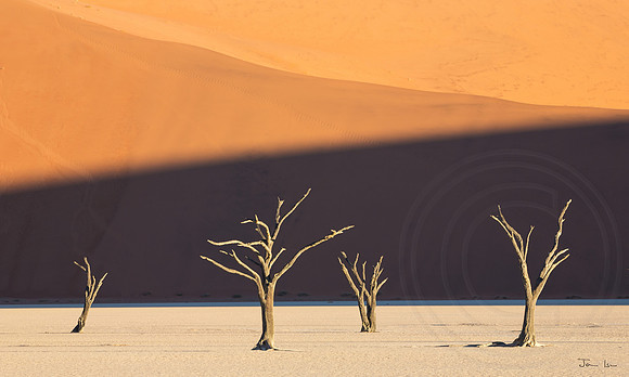Dead Vlei 5