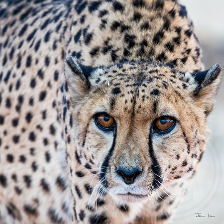 Kalahari, Cheetah 3