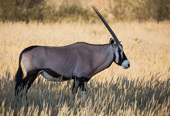 Kalahari, Oryx