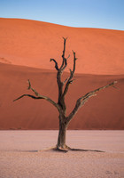 Dead Vlei 2