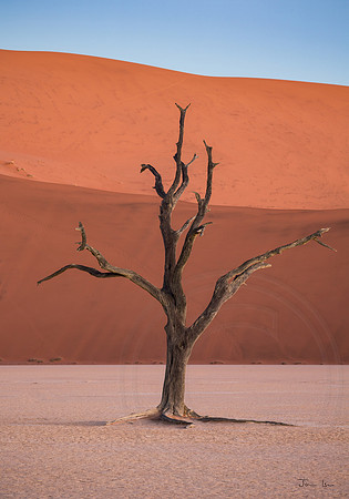 Dead Vlei 2