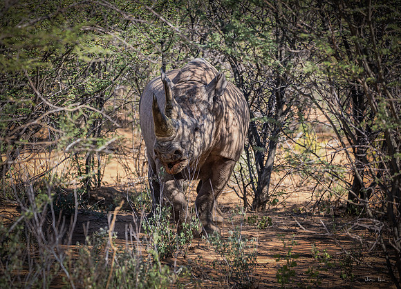 Black Rhino in the Undergrowth