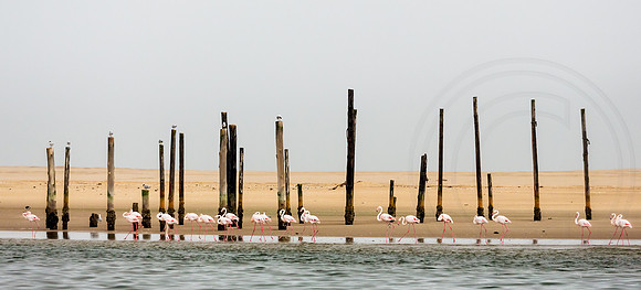 Walvis Bay Flamingoes Passing By