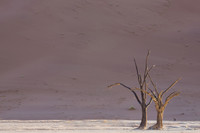 Dead Vlei 8