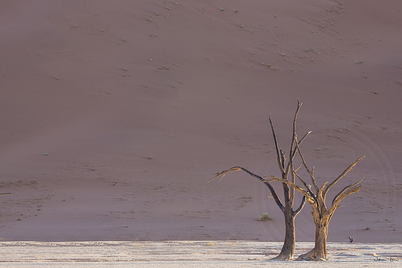 Dead Vlei 8