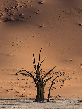 Dead Vlei 11