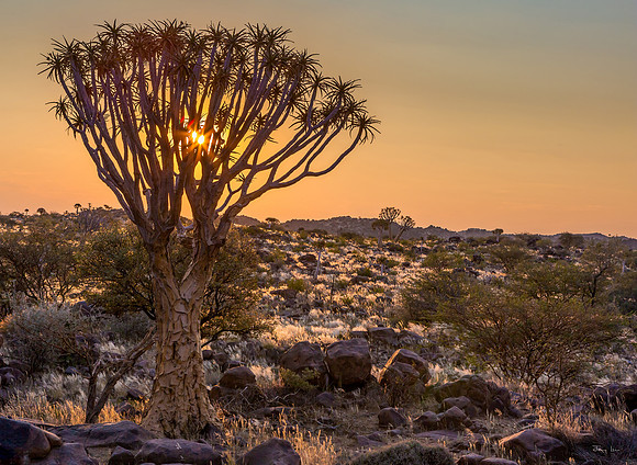 Quiver Tree Forest, Sunset through the Branches