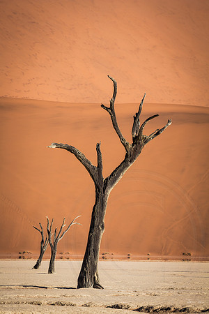 Dead Vlei Ballerinas