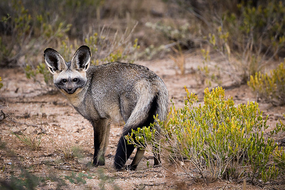 Bat-Eared Fox