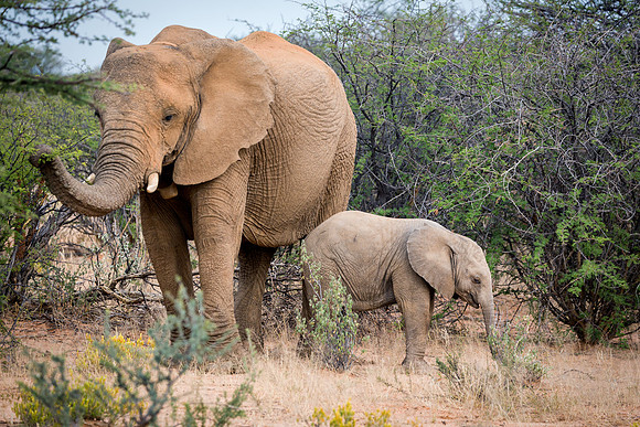 African Elephants, Mother and Calf