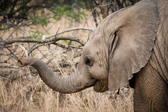 Elephant Calf