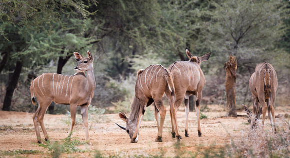 Kudu