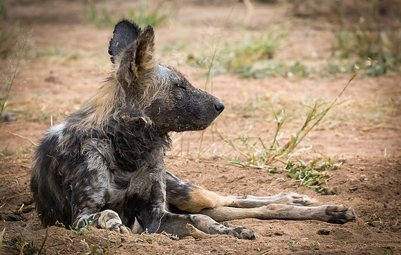 Wild Dog