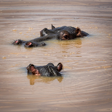 Hippopotami