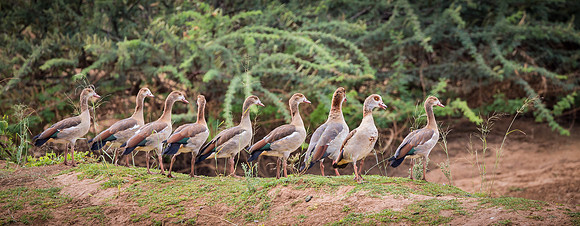 Egyptian Geese