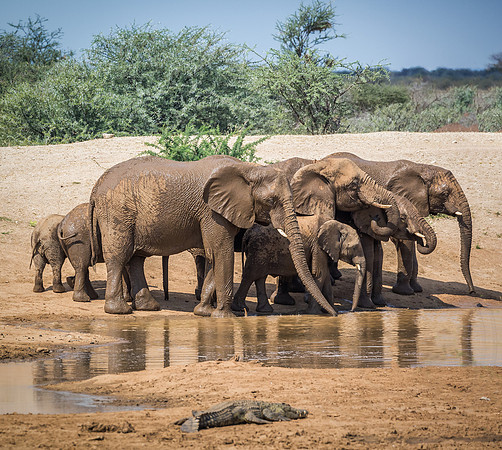 Elephant Herd
