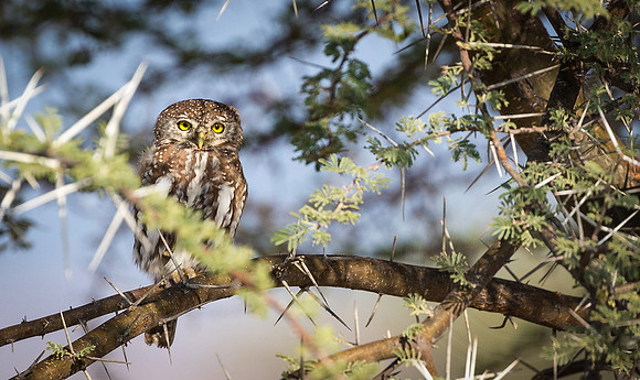 Owl