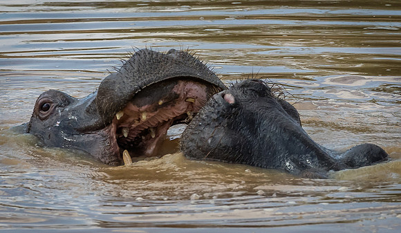 Hippopotami 2