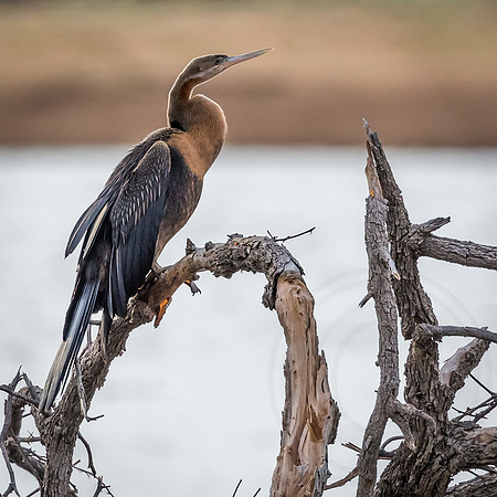 Black-Headed Heron