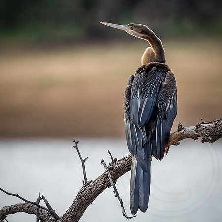 Black-headed Heron 2