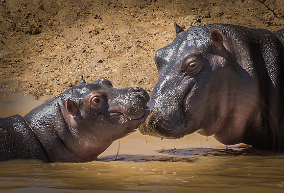 Mother and Calf, Hippopotami
