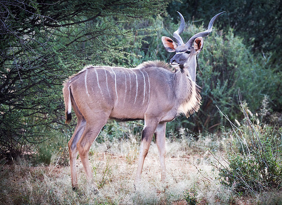 Kudu