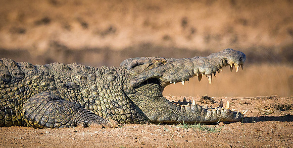 Crocodile