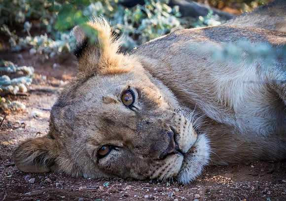 African Lion