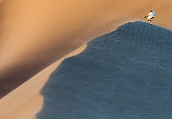 Namib Desert, Look at Me