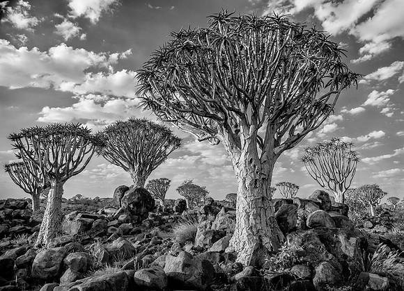 Quiver Tree Forest 2 B&W 36x26