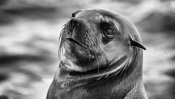 Walvis Bay Seal 1 B&W